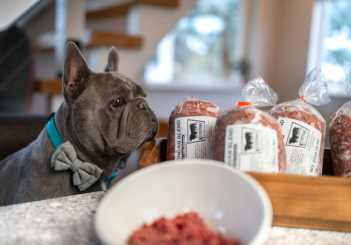How Raw Diets Help Pets with Allergies, Skin Issues & Digestive Problems